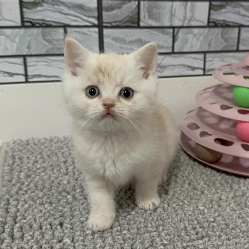 販売中の福岡県のマンチカン-134145の1枚目