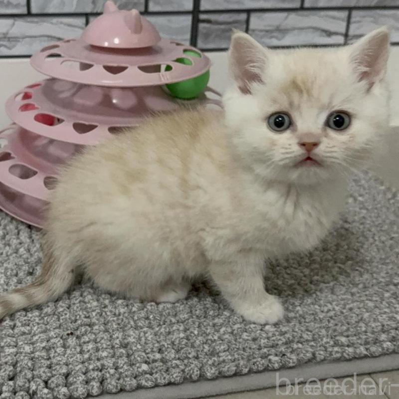 販売中の福岡県のマンチカン-134145の5枚目