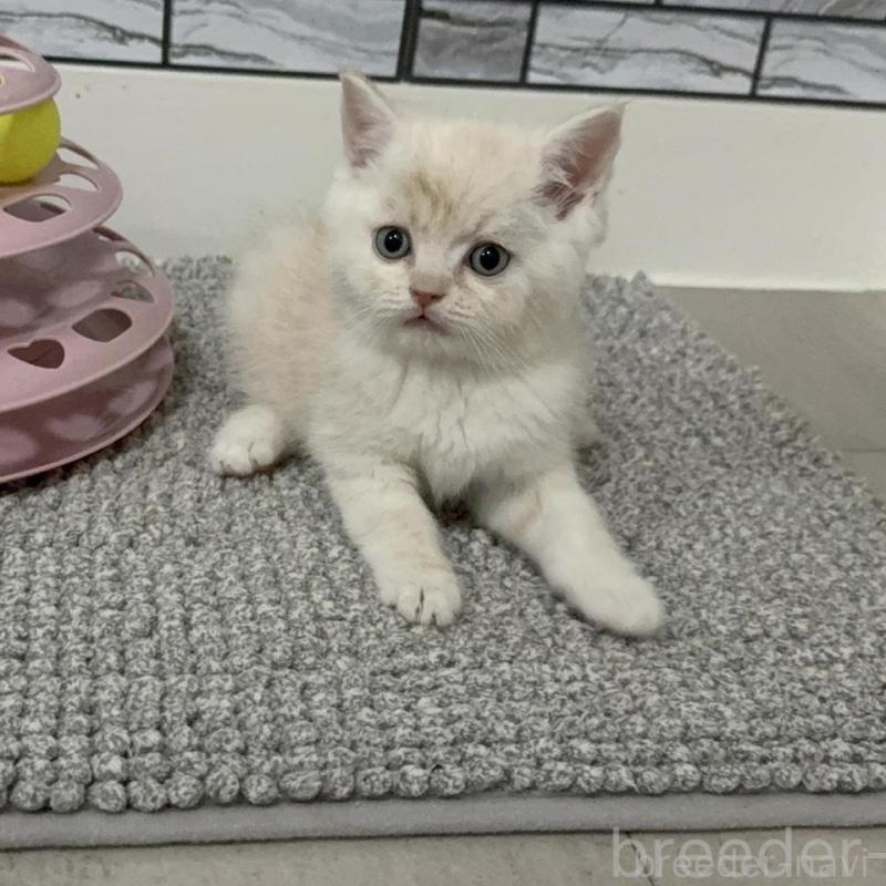 販売中の福岡県のマンチカン-134145の4枚目