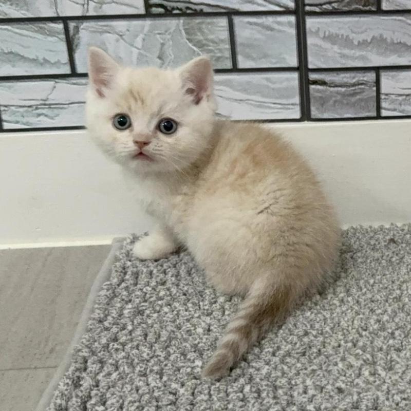 販売中の福岡県のマンチカン-134145の3枚目