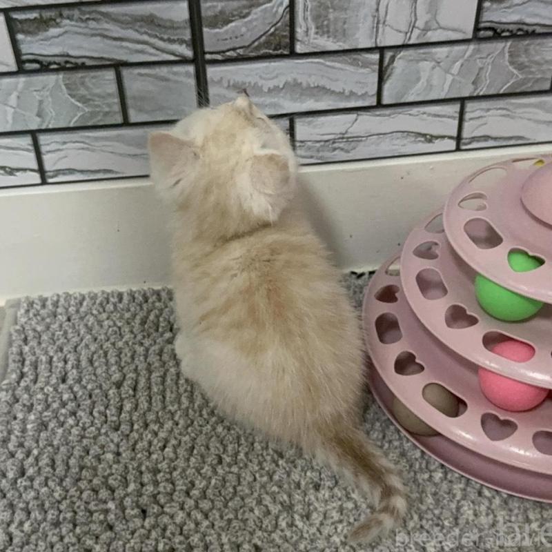 販売中の福岡県のマンチカン-134145の2枚目