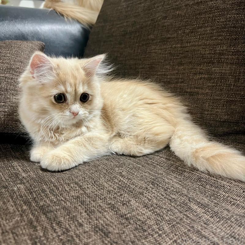 販売中の三重県のスコティッシュフォールド-129920の13枚目