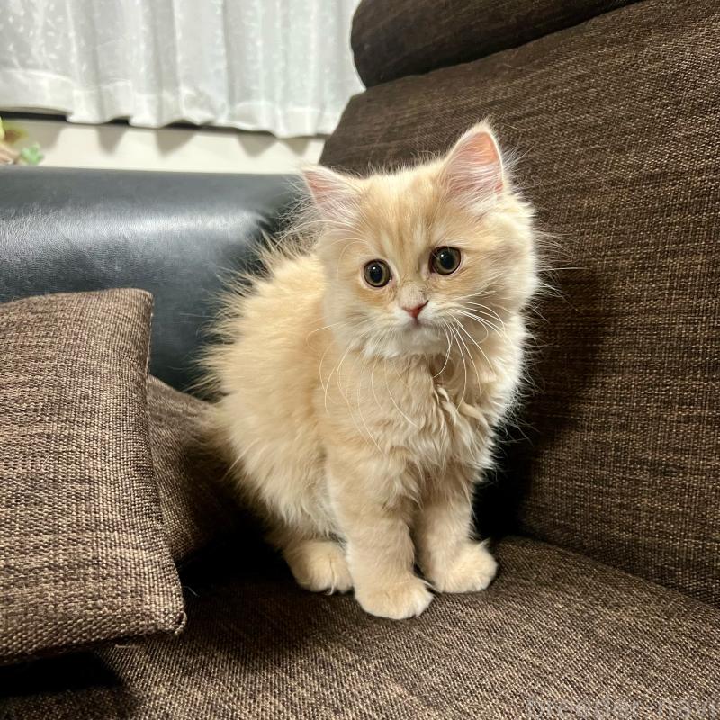 販売中の三重県のスコティッシュフォールド-129920の12枚目