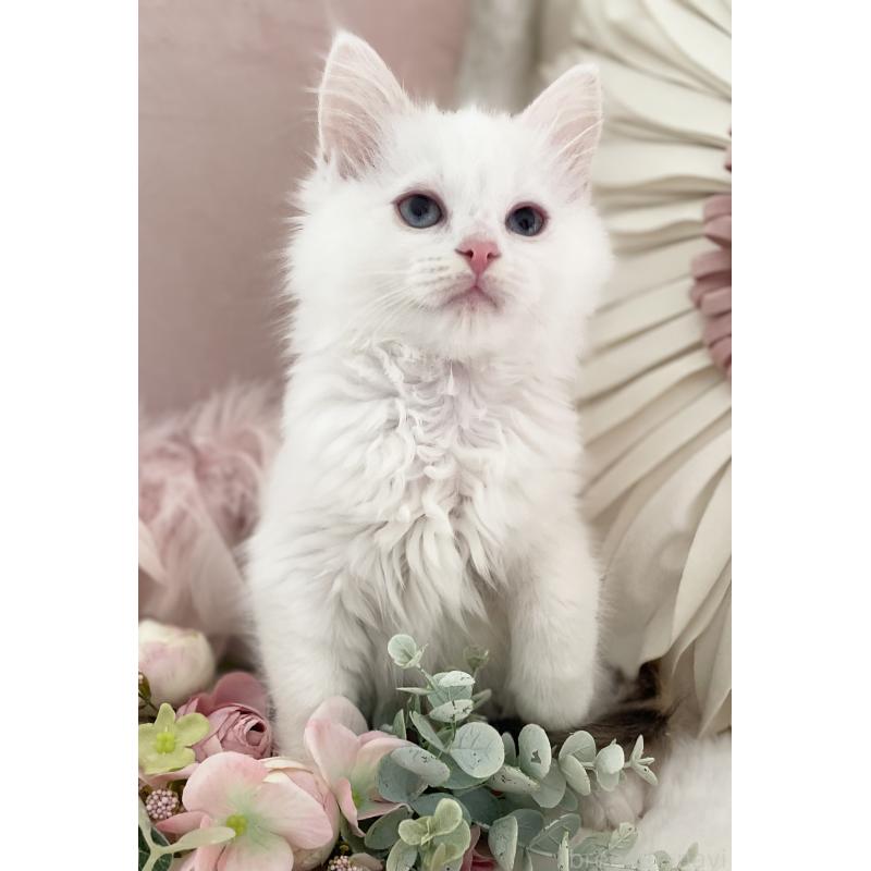 販売中の大阪府のラグドール-134147の8枚目