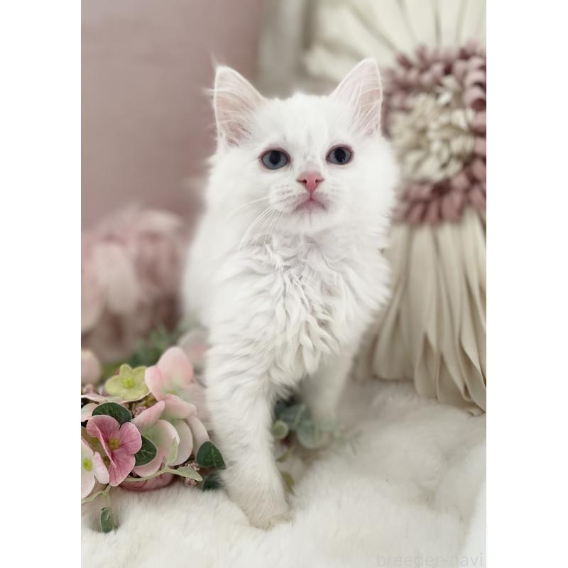 販売中の大阪府のラグドール-134147の7枚目