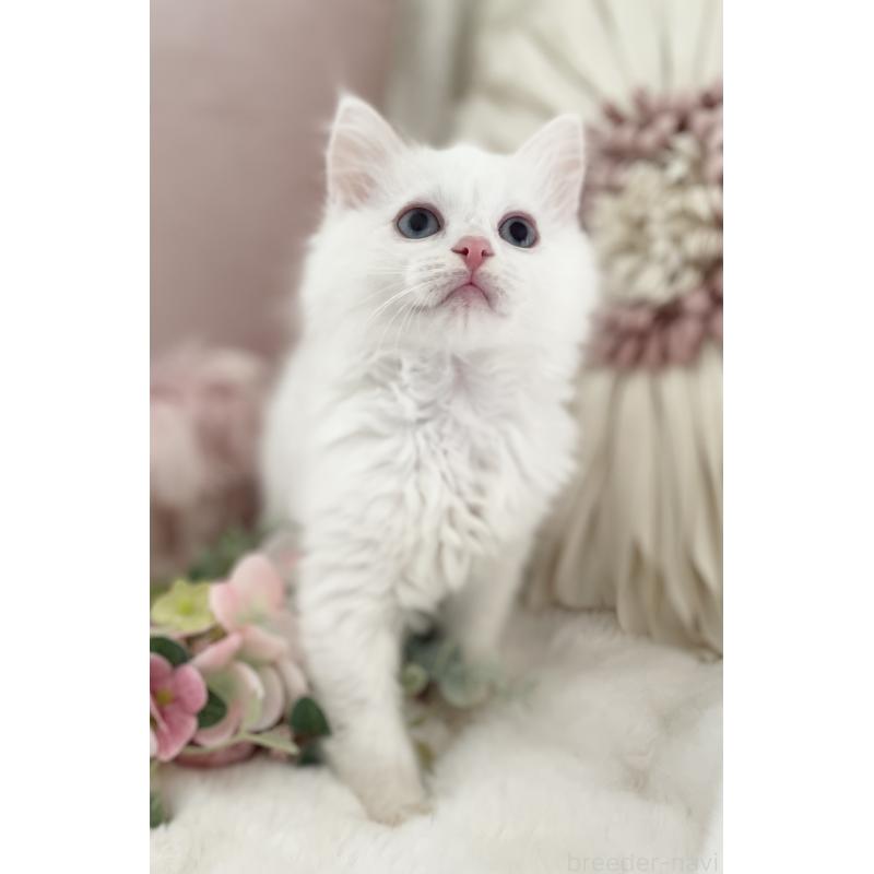 販売中の大阪府のラグドール-134147の6枚目