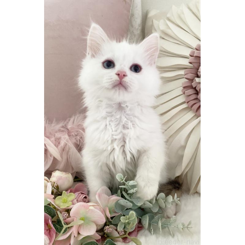 販売中の大阪府のラグドール-134147の5枚目