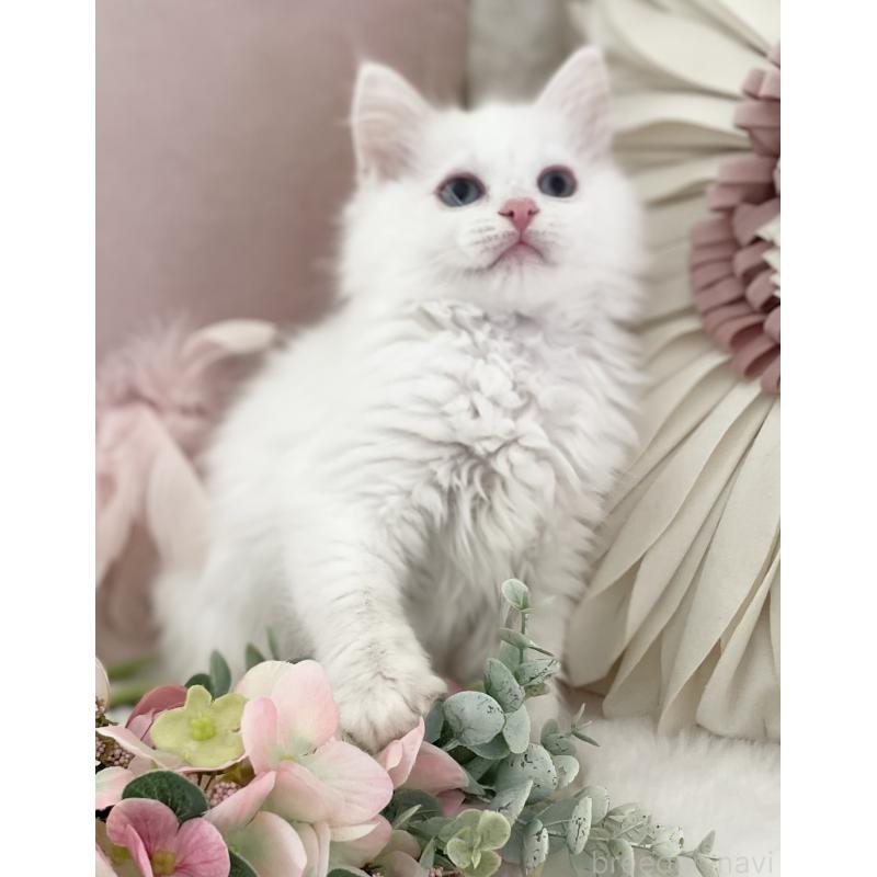 販売中の大阪府のラグドール-134147の4枚目