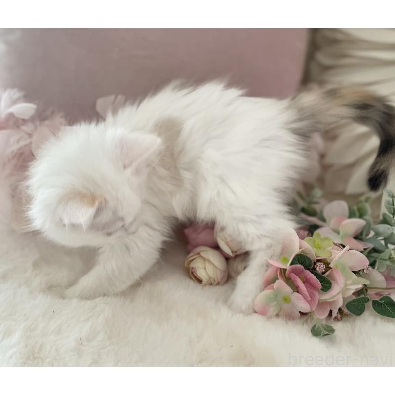 販売中の大阪府のラグドール-134147の3枚目