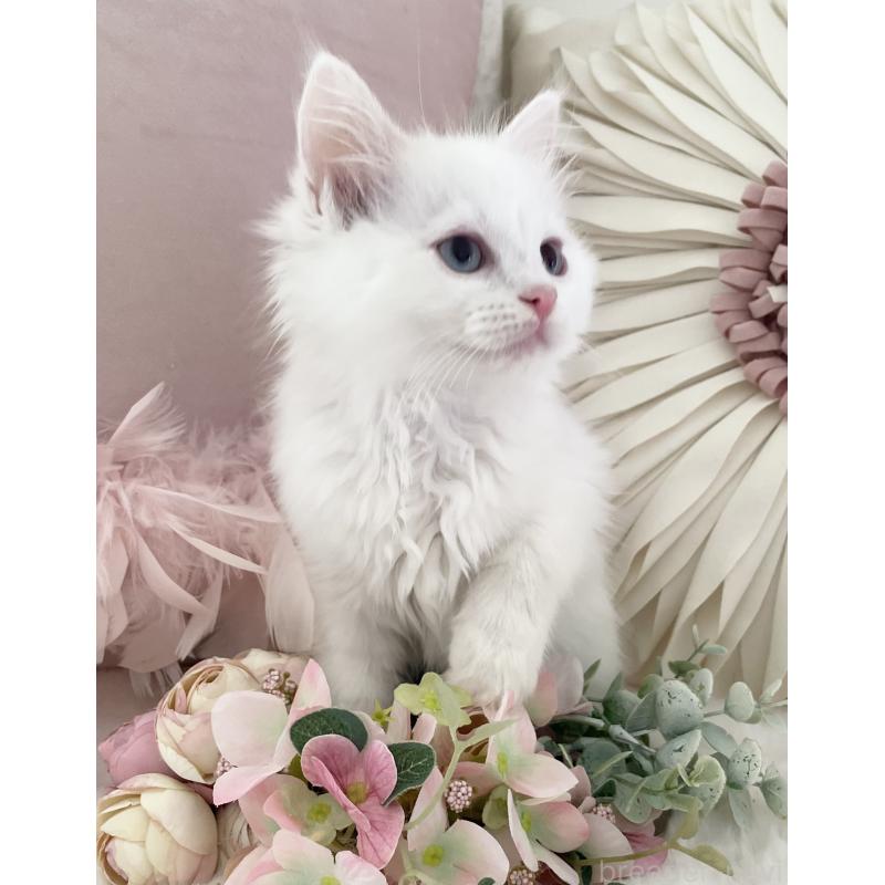 販売中の大阪府のラグドール-134147の2枚目