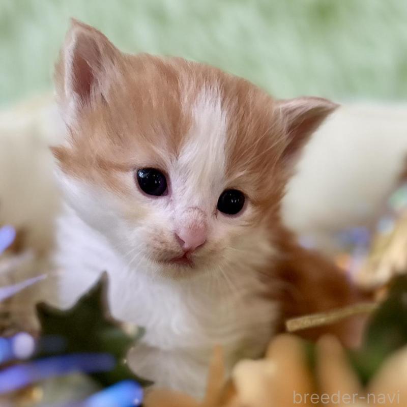 販売中の兵庫県のノルウェージャンフォレストキャット-134146の1枚目