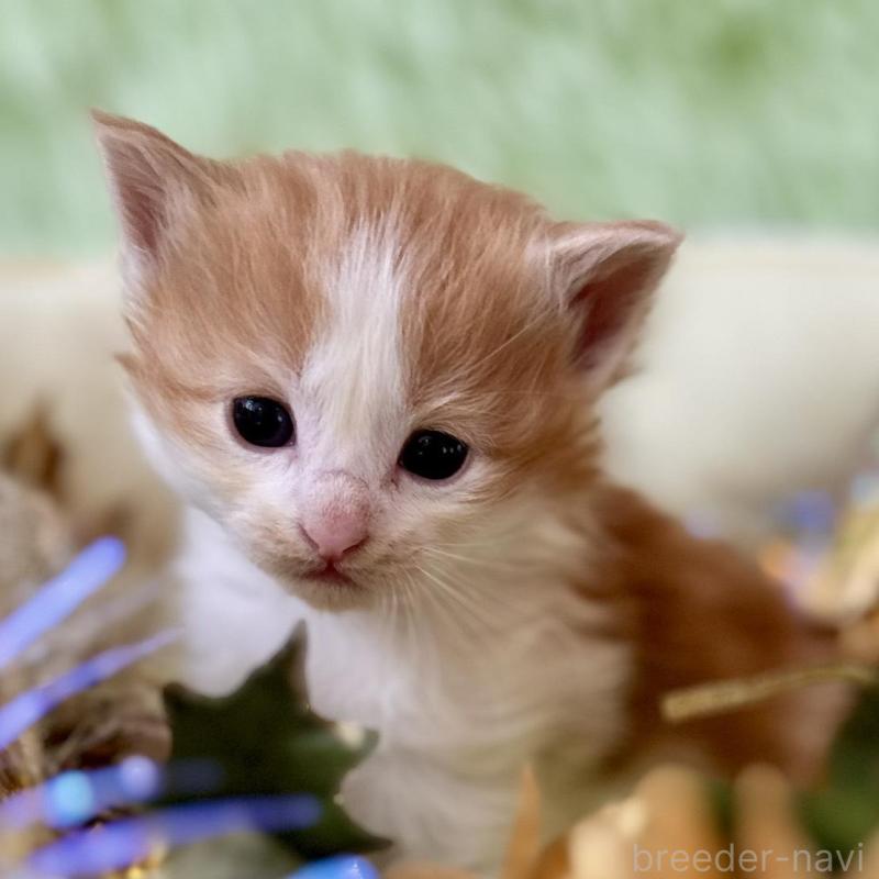 販売中の兵庫県のノルウェージャンフォレストキャット-134146の6枚目