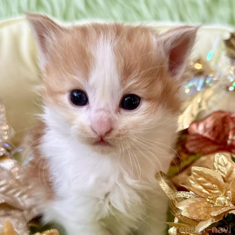 販売中の兵庫県のノルウェージャンフォレストキャット-134146の5枚目