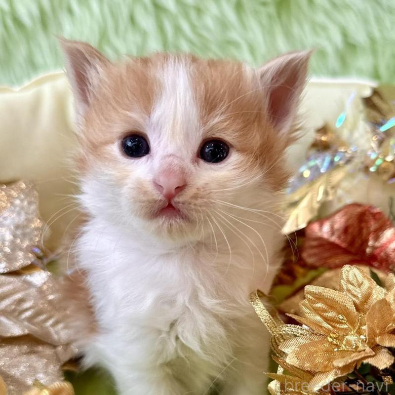 販売中の兵庫県のノルウェージャンフォレストキャット-134146の4枚目