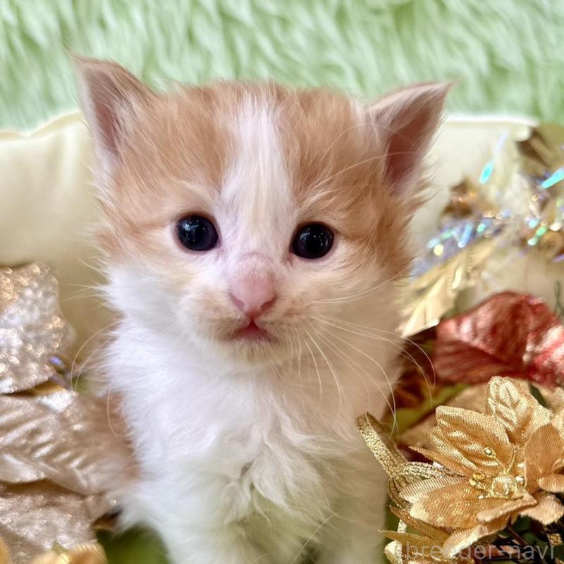 販売中の兵庫県のノルウェージャンフォレストキャット-134146の3枚目