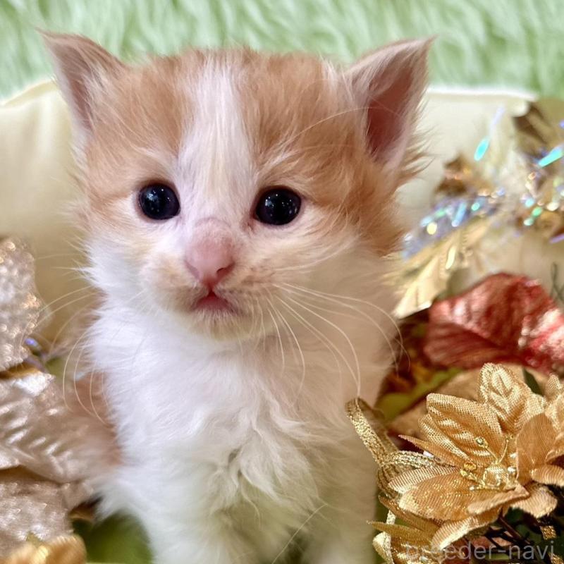 販売中の兵庫県のノルウェージャンフォレストキャット-134146の2枚目