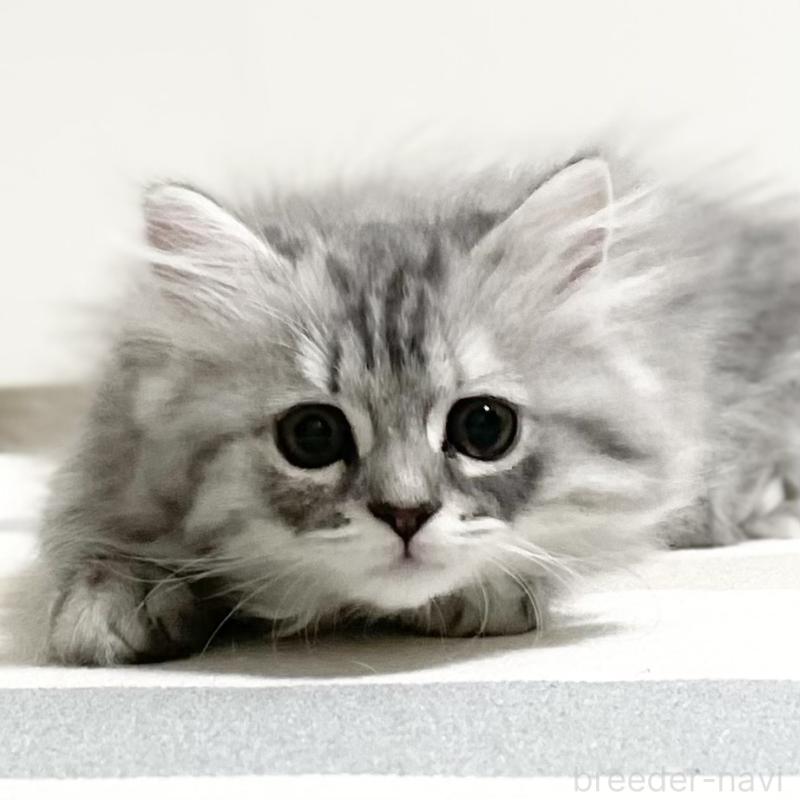 販売中の愛知県のミヌエット-130137