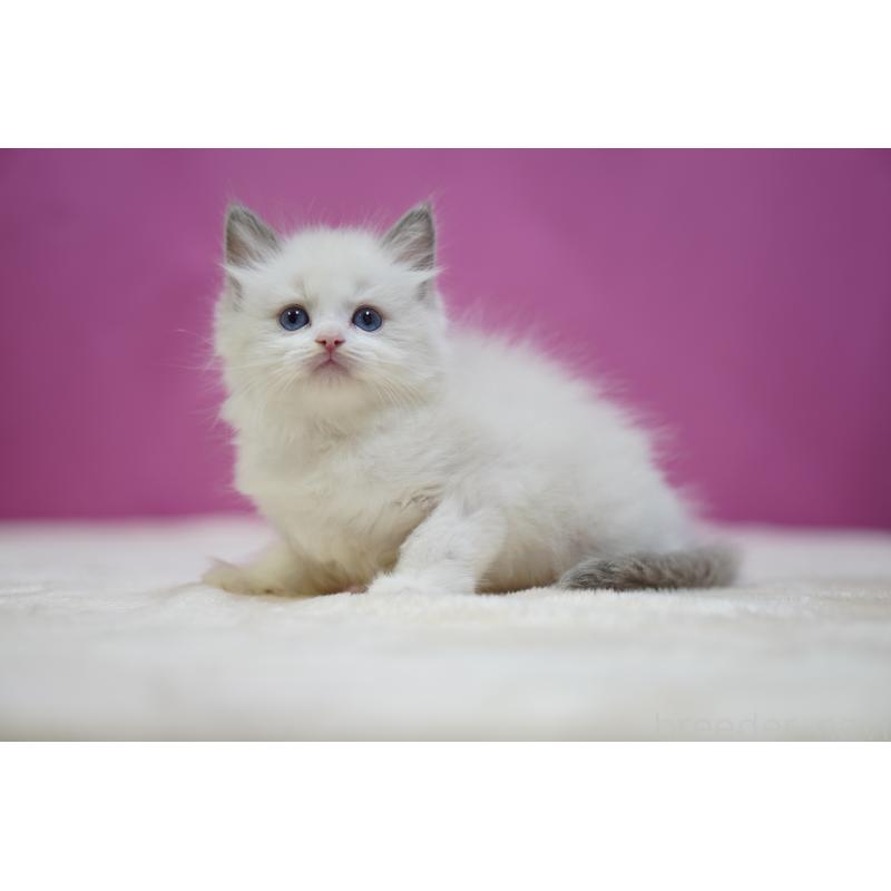 成約済の埼玉県のラグドール-133731の5枚目