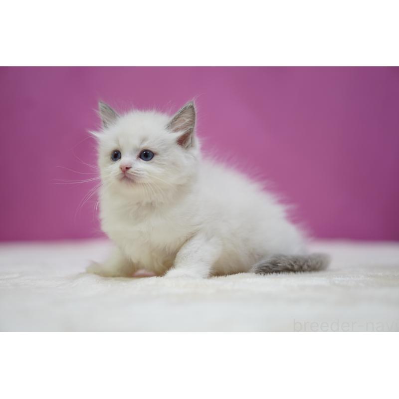 成約済の埼玉県のラグドール-133731の4枚目