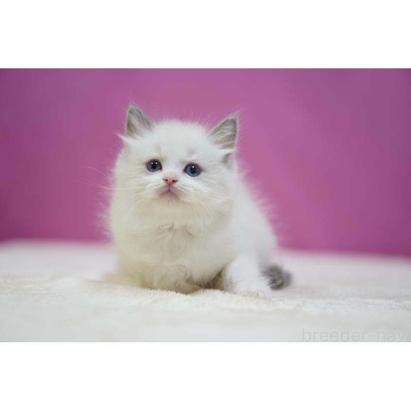 成約済の埼玉県のラグドール-133731の3枚目