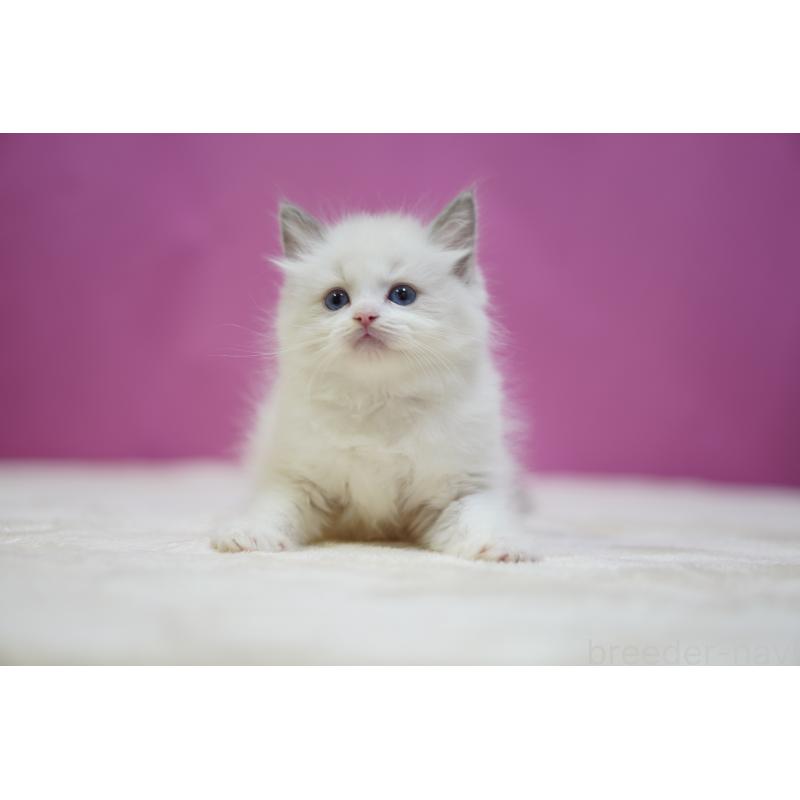 成約済の埼玉県のラグドール-133731の2枚目