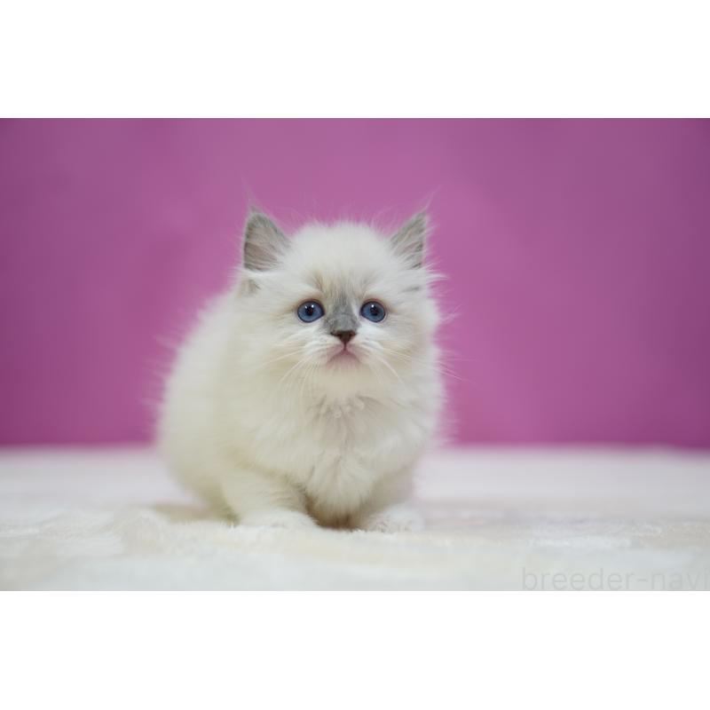 成約済の埼玉県のラグドール-133728の7枚目