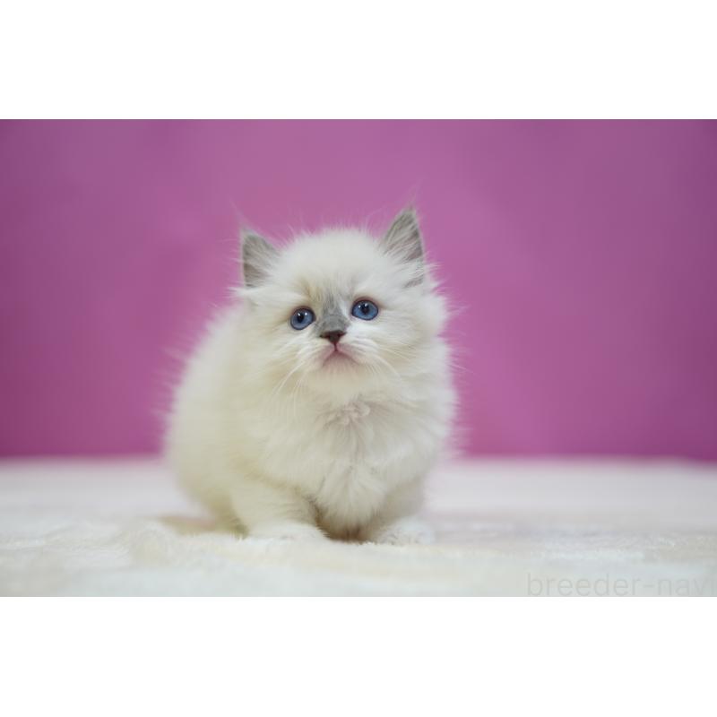 成約済の埼玉県のラグドール-133728の6枚目