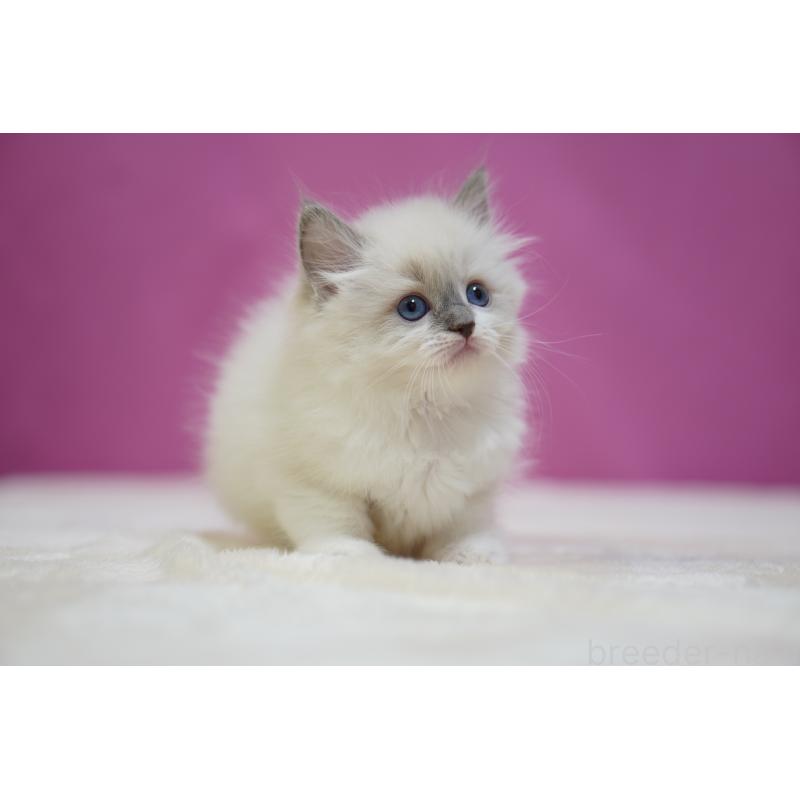 成約済の埼玉県のラグドール-133728の4枚目