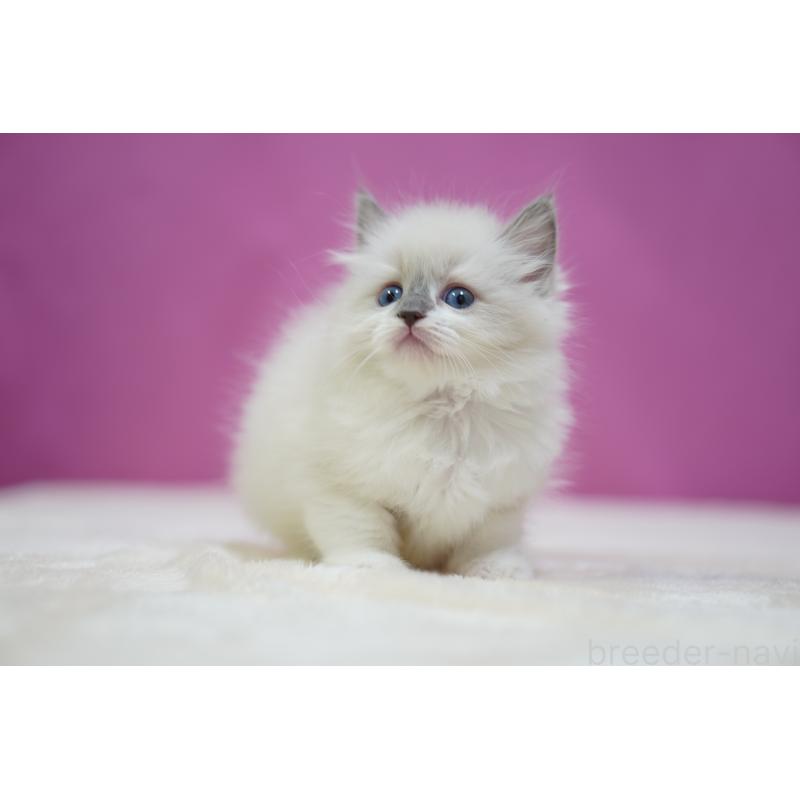 成約済の埼玉県のラグドール-133728の3枚目