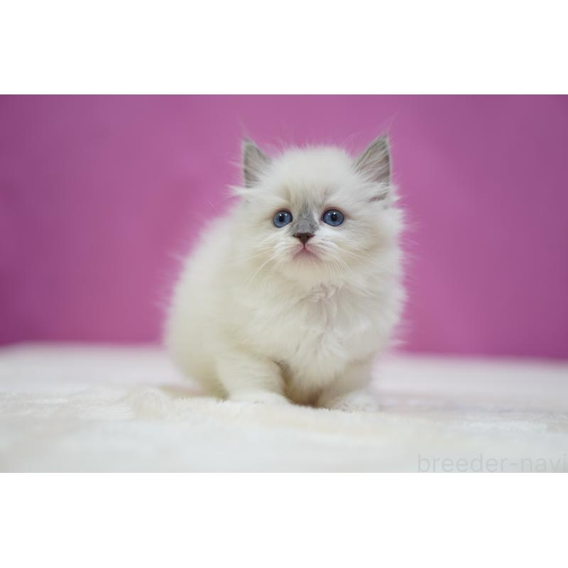 成約済の埼玉県のラグドール-133728の2枚目