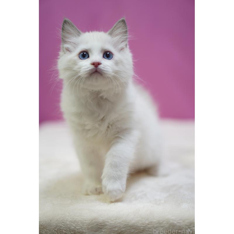 商談中の埼玉県のラグドール-131628の5枚目