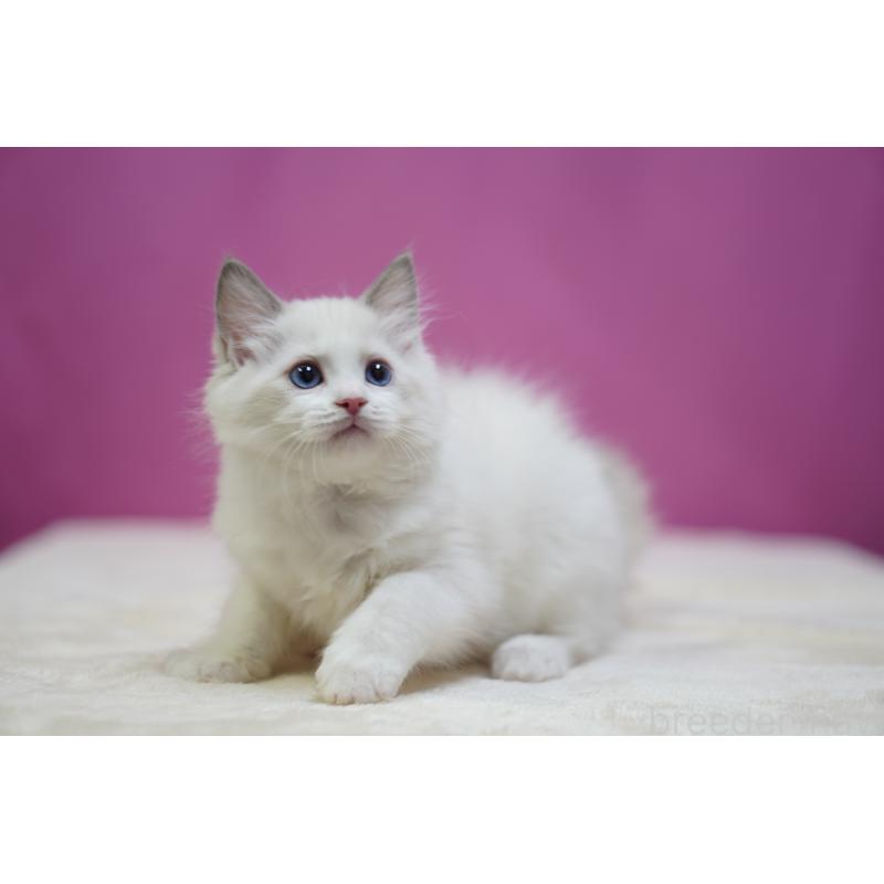 商談中の埼玉県のラグドール-131628の4枚目