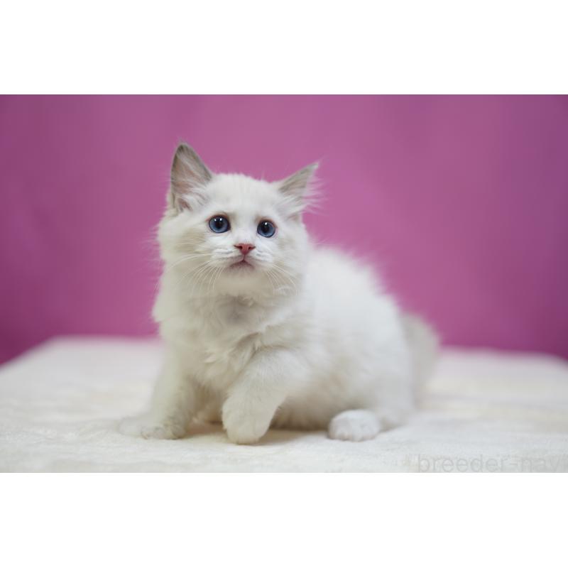 商談中の埼玉県のラグドール-131628の3枚目