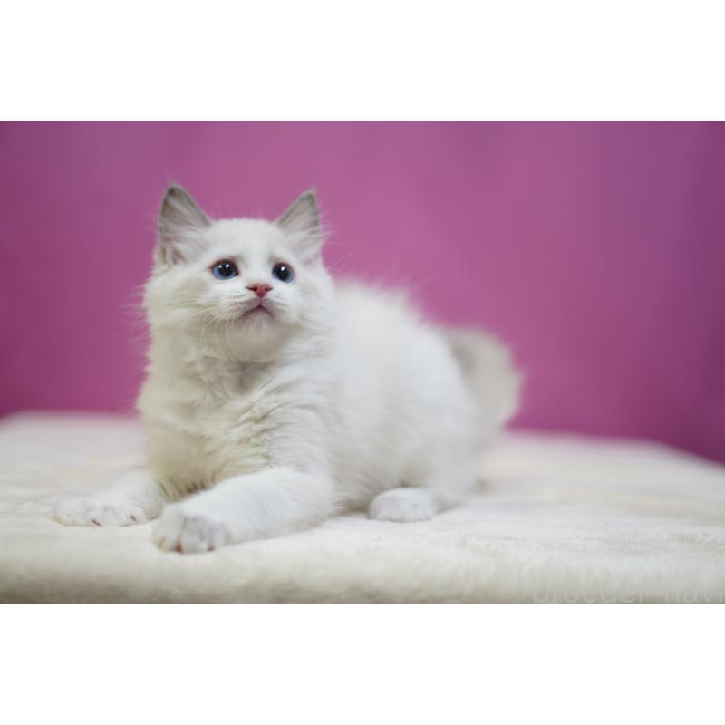 商談中の埼玉県のラグドール-131628の2枚目