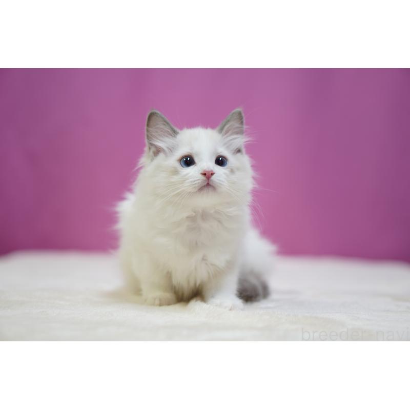 商談中の埼玉県のラグドール-131627の7枚目