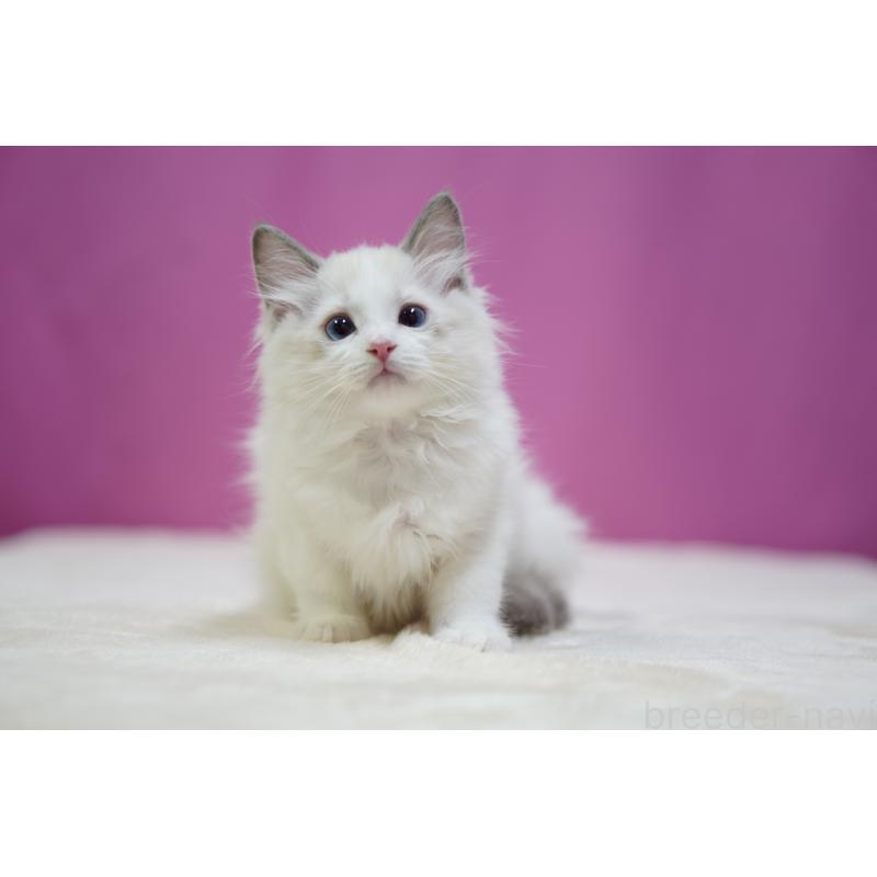 商談中の埼玉県のラグドール-131627の6枚目