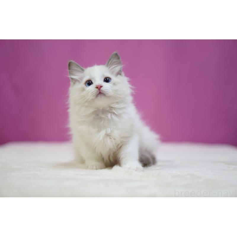 商談中の埼玉県のラグドール-131627の4枚目