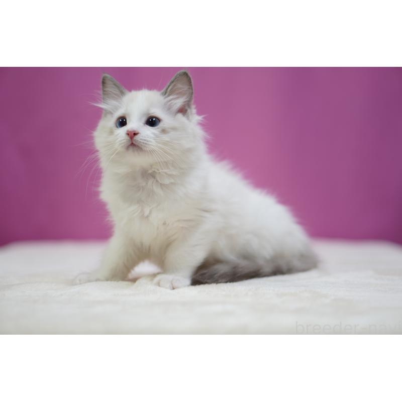 商談中の埼玉県のラグドール-131627の3枚目