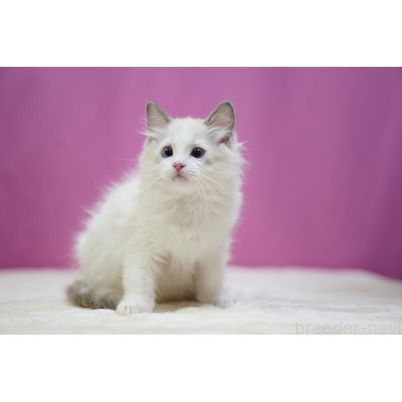 商談中の埼玉県のラグドール-131627の2枚目