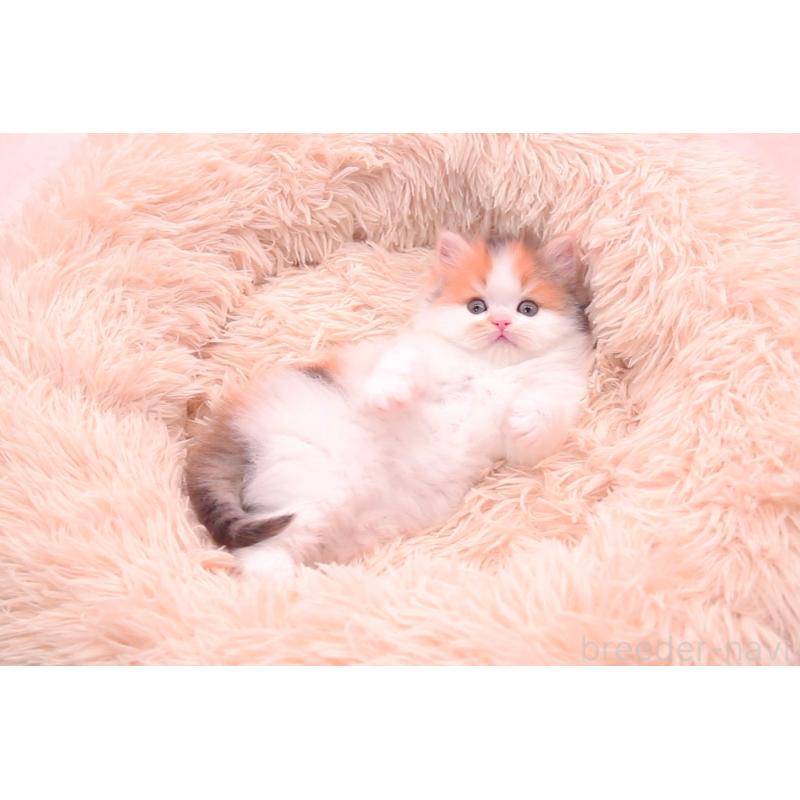 販売中の茨城県のサイベリアン-133639の3枚目