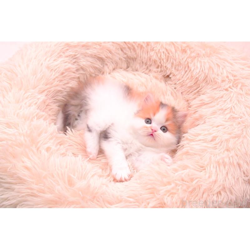 販売中の茨城県のサイベリアン-133639の2枚目