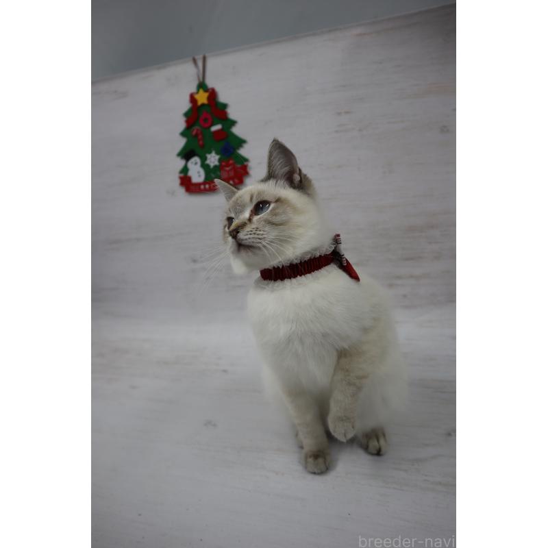 商談中の長野県のトイボブ-123007の4枚目