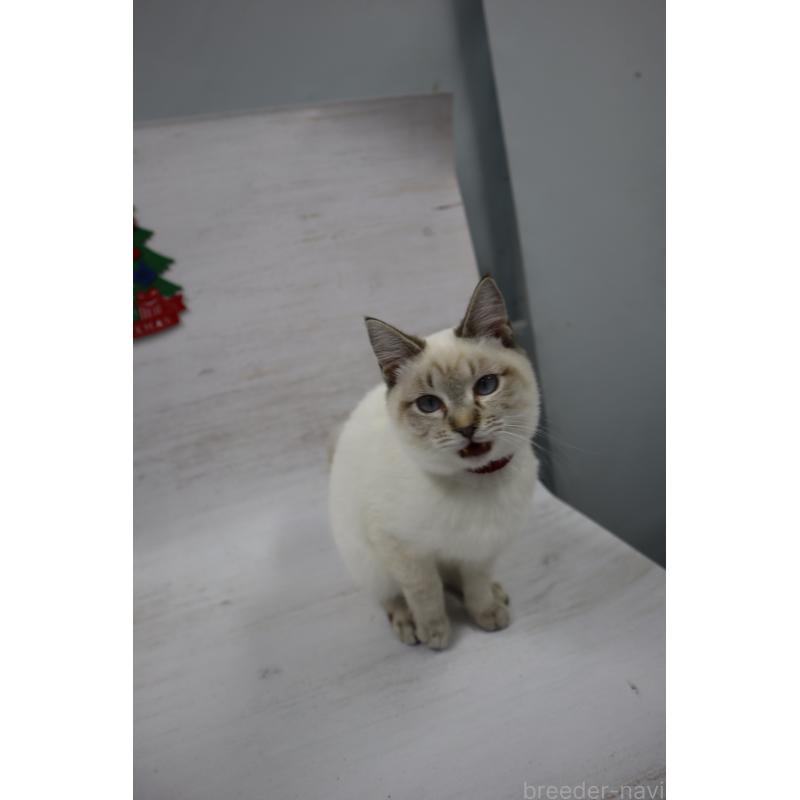 商談中の長野県のトイボブ-123007の3枚目