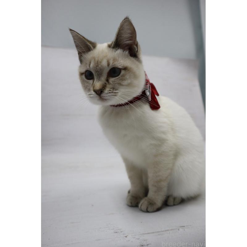 販売中の長野県のトイボブ-123007