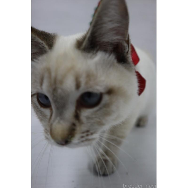 商談中の長野県のトイボブ-123007の2枚目