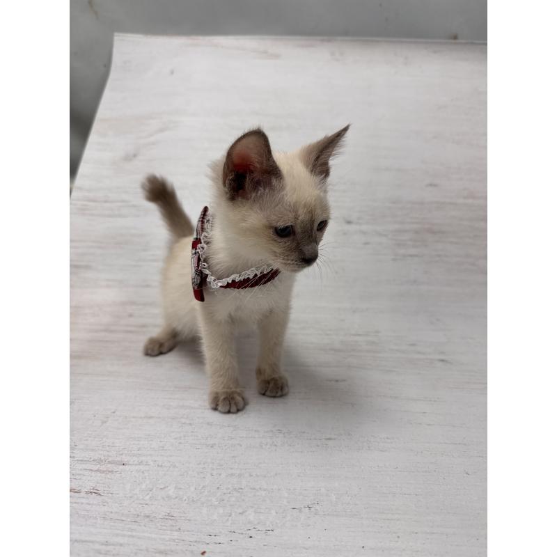 販売中の長野県のトイボブ-127916の8枚目