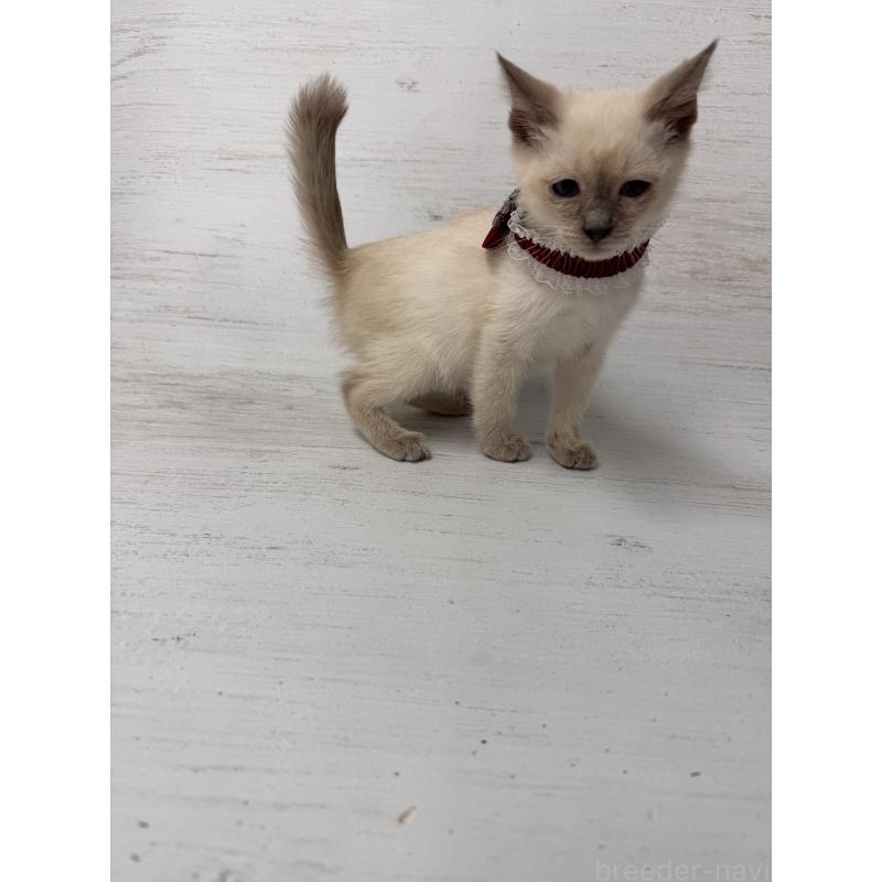 販売中の長野県のトイボブ-127916の7枚目