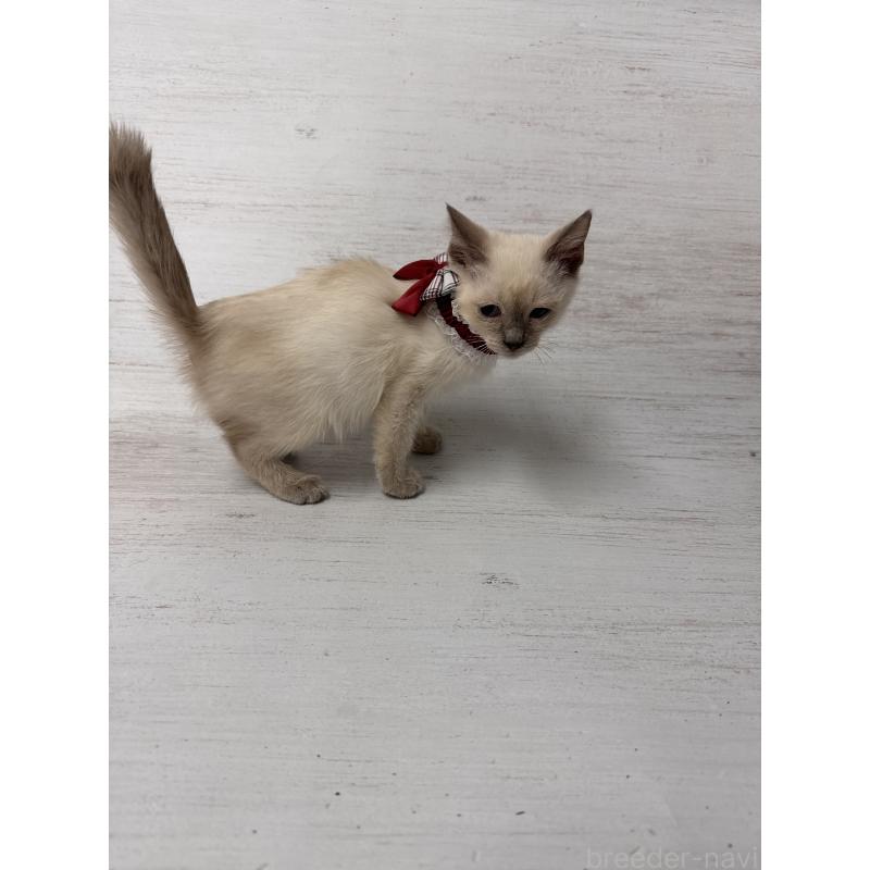 販売中の長野県のトイボブ-127916の6枚目