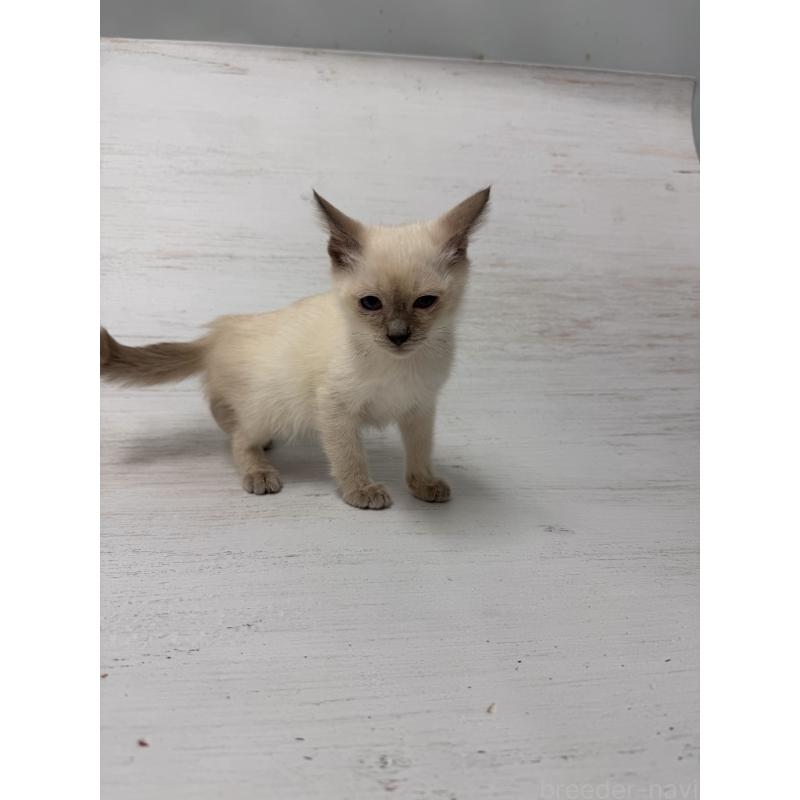 販売中の長野県のトイボブ-127916の5枚目