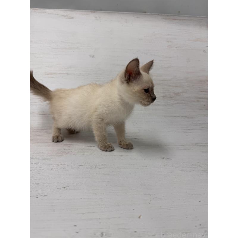 販売中の長野県のトイボブ-127916の4枚目